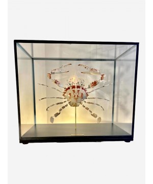 Pièce unique Crabe